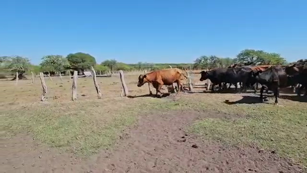 Lote 24 Vacas de invernar en Chajarí, Entre Ríos