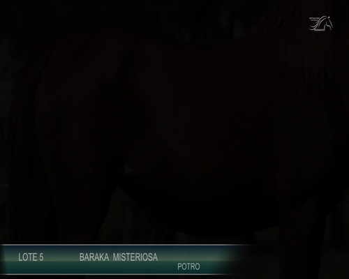 Lote BARAKA MISTERIOSA