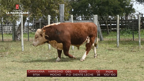 Lote (Vendido)Toros a remate en Cabaña La Madrugada - RVN, Salto