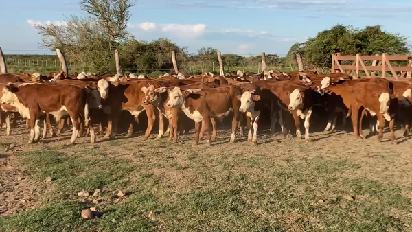 Lote 120 Terneros/as en Mercedes, Corrientes