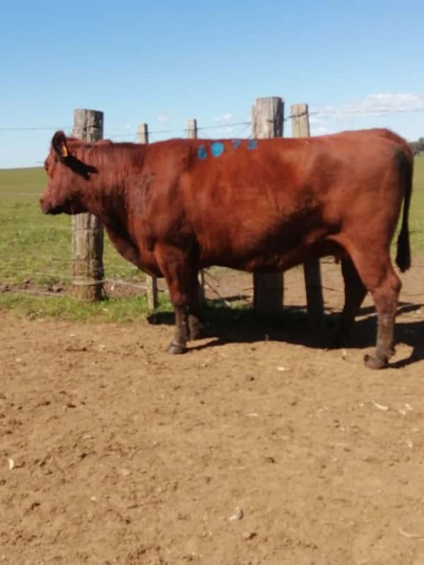 Lote 5 VACAS SA VACIAS
