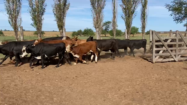 Lote 110 Terneros en Esquina, Corrientes
