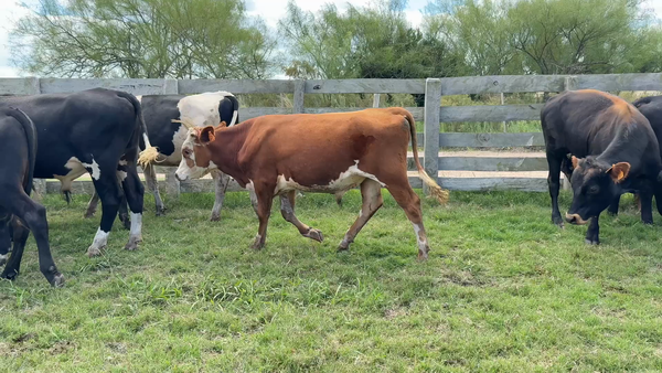 Lote TERNEROS