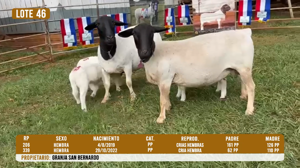 Lote LOTE 46