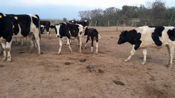 Lote 35 Novillitos Holando Argentino en Morteros, Córdoba