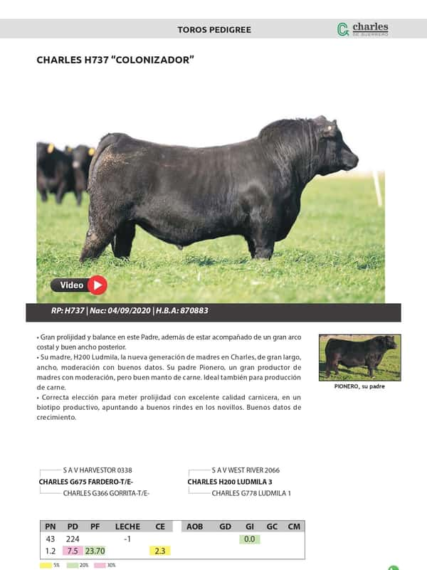 Lote TOROS PEDIGREE