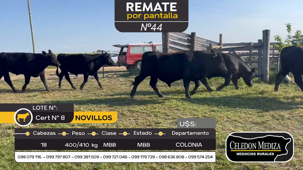 Lote 18 Novillos en La Horqueta, Colonia