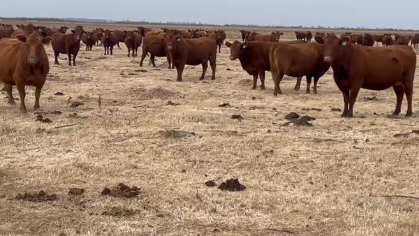 Lote 66 Vacas nuevas Preñadas en Córdoba, Adelia Maria