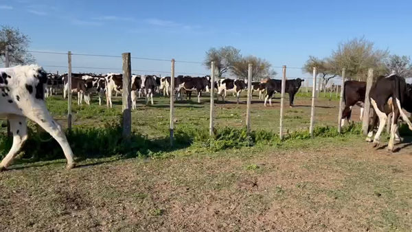 Lote 35 Vaquillonas  Holando a remate en Pantalla Camy en Dolores