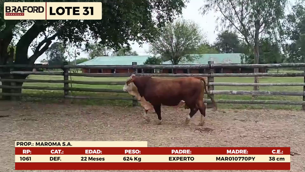 Lote LOTE 31 - MACHOS DE CAMPO