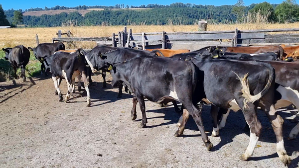 Lote 20 Novillo Engorda en Freire, IX Región Araucanía