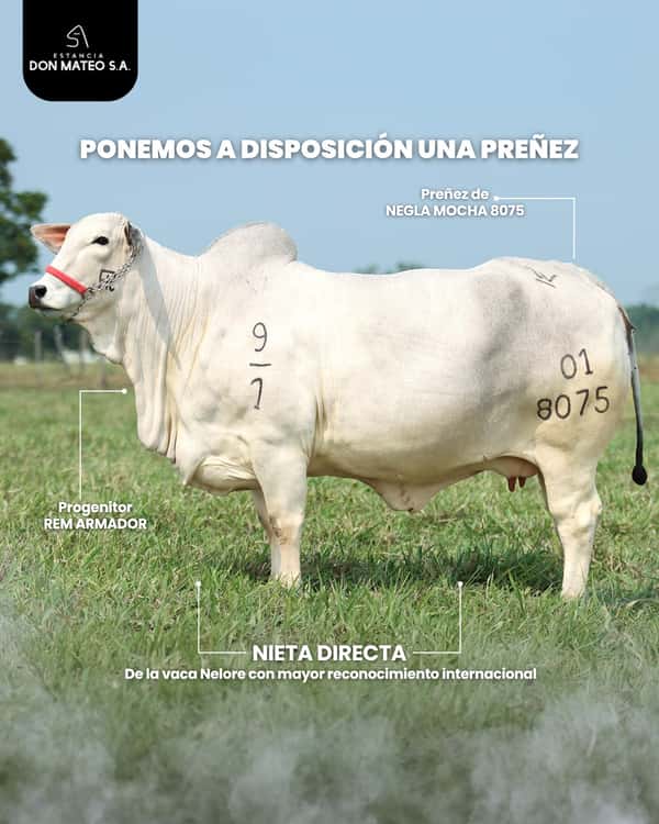 Lote LOTE 3 - PREÑECES
