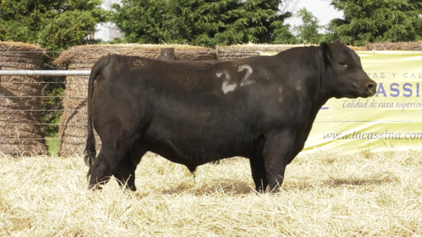 Lote TOROS ANGUS PURO CONTROLADO