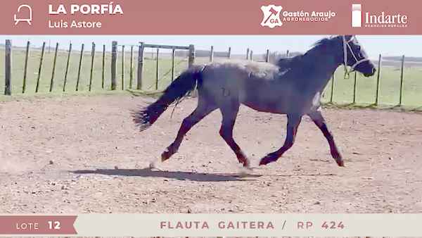 Lote FLAUTA GAITERA