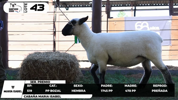 Lote LOTE 43- BOZAL