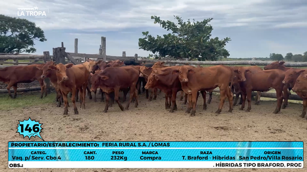 Lote LOTE 146