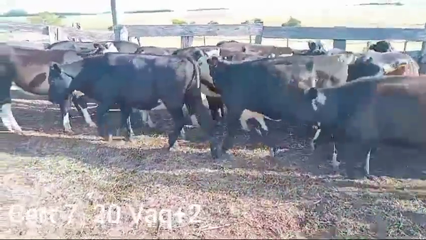 Lote VAQUILLONAS DE 1 A 2 AÑOS