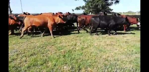 Lote 55 Novillos en Villaguay, Entre Ríos