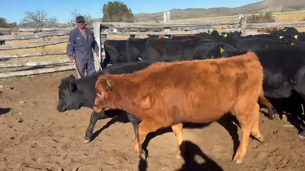 Lote 19 Ternero en Coyhaique, XI Región Aysén