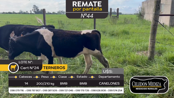 Lote 14 Terneros en Canelones