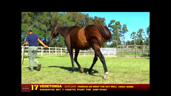Lote VEDETONGA