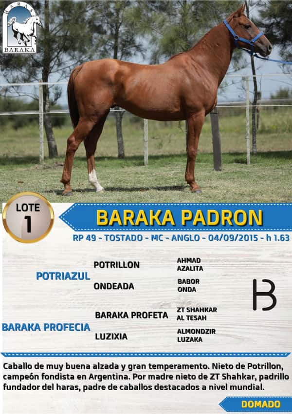 Lote BARAKA PADRON