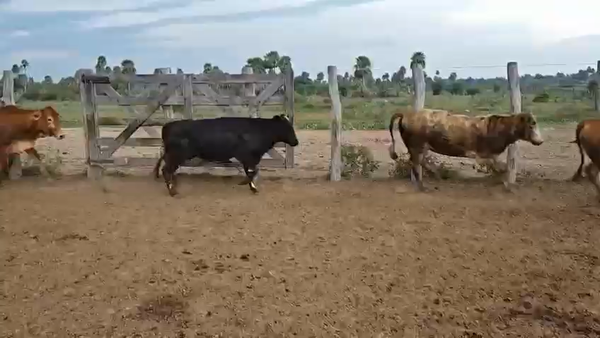 Lote 107 Vaquillonas de invernada