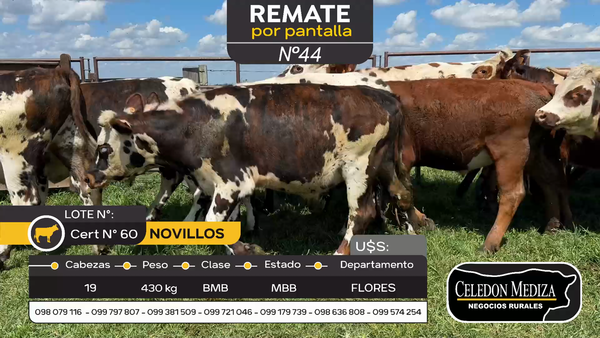 Lote 19 Novillos en Otra Localidad, Flores