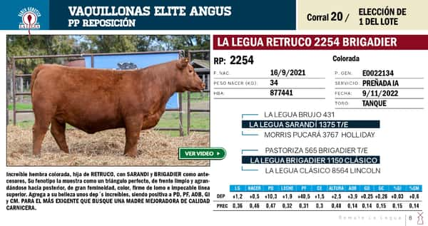 Lote VAQUILLONAS ANGUS  PP REPOSICIÓN LA LEGUA