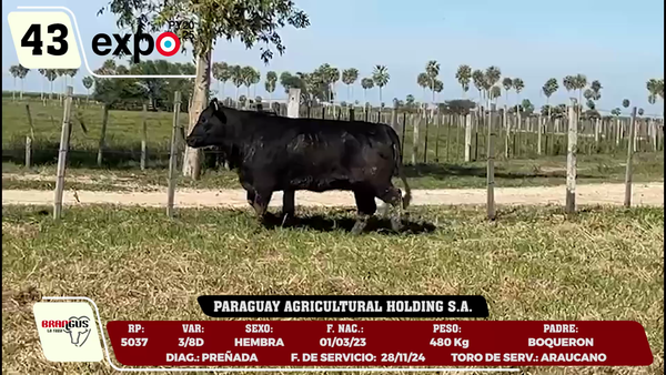 Lote LOTE 43