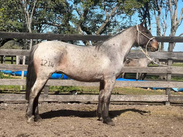 Lote MILU RUMBEADORA