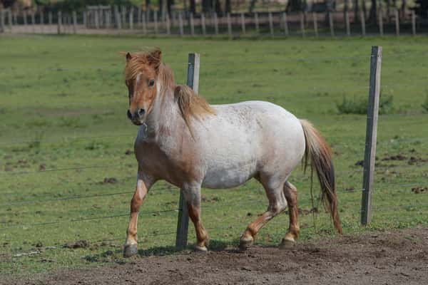 Lote Pita