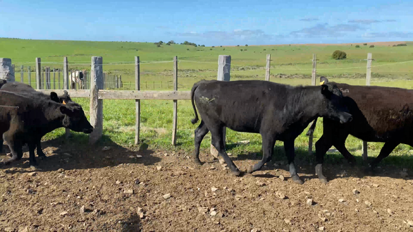 Lote 31 Vaquillonas preñadas en Sierra de los Caracoles, Maldonado