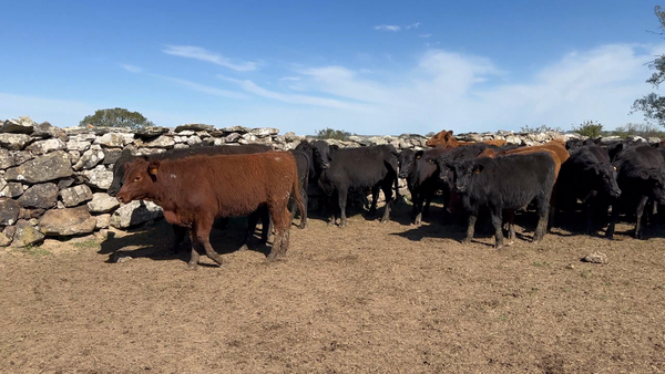 Lote 100 Terneras en Costas del Parao, Cerro Largo