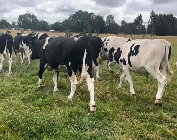 Lote 16 Novillo Engorda en Fresia, X Región Los Lagos