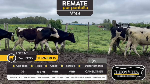 Lote 39 Terneros en Canelones