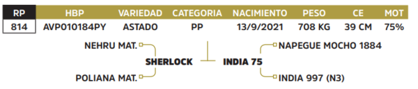 Lote LOTE 82