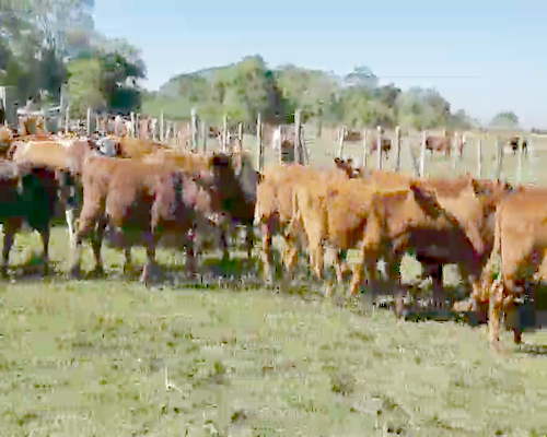 Lote 70 Terneros en Ituzaingó, Corrientes