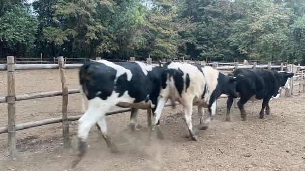 Lote 45 Vaquilla Gorda, Paine, Región Metropolitana