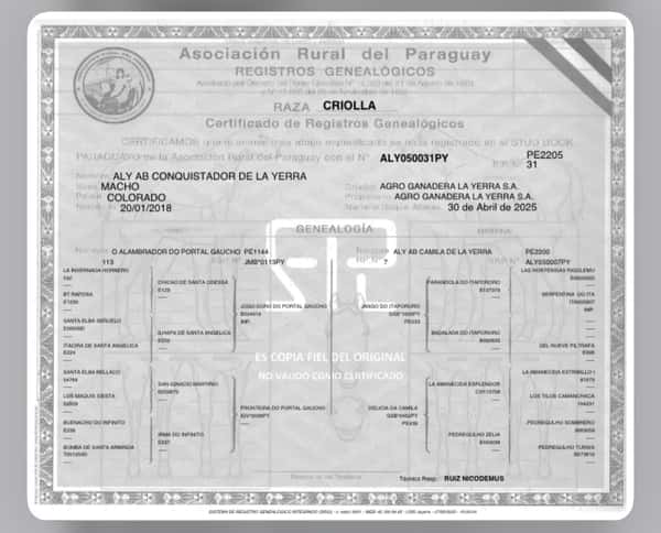 Lote LOTE 19