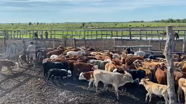 Lote 120 Vacas medio uso C/ cria en Pto. Eva Perón, Chaco