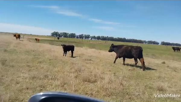 Lote 30 Vacas CUT paridas y vacias en Daireaux, Buenos Aires