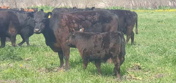 Lote 25 Vacas CUT paridas y vacias en Tandil, Buenos Aires