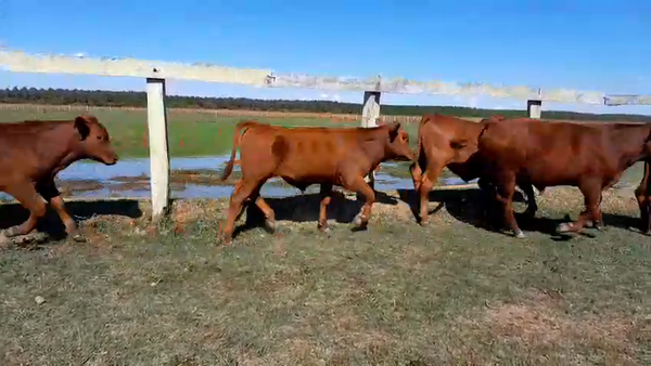 Lote 37 Terneros