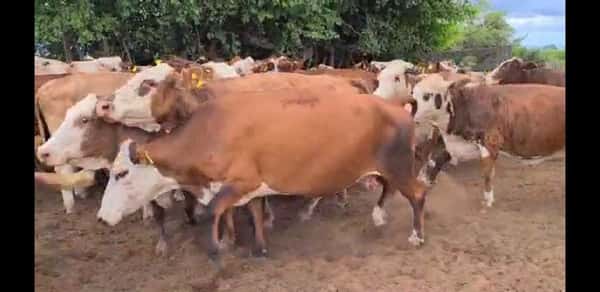 Lote 55 Vacas en Esquina, Corrientes
