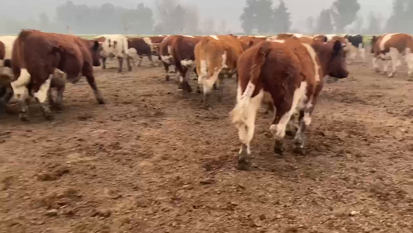 Lote 30 Novillo Gordo en Paine, Región Metropolitana