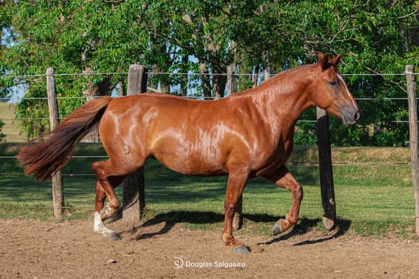 Lote LUNA DE LA COLINA