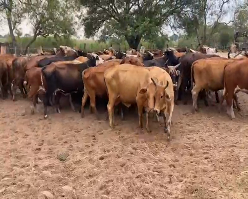 Lote 50 Vacas de invernar en Ituzaingó, Corrientes