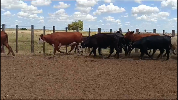 Lote 35 Vacas preñadas en Chapicuy, Paysandú