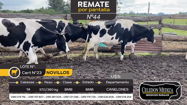 Lote 14 Novillos en Canelones